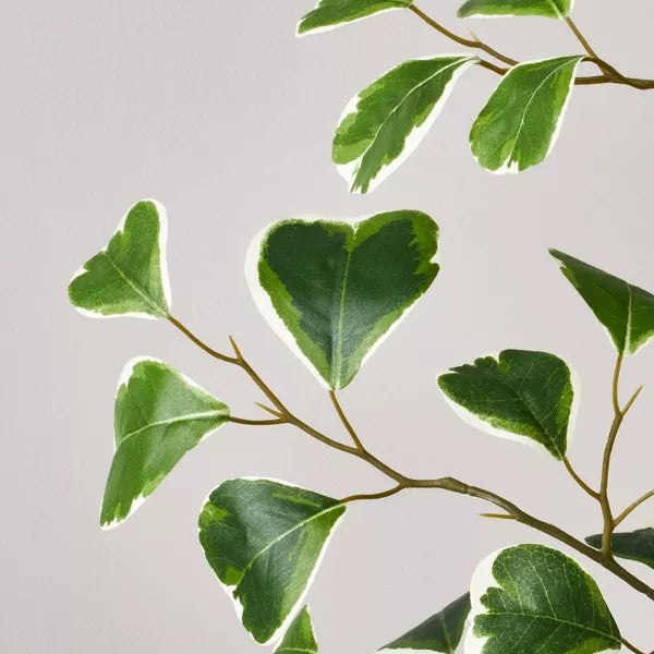 55" Faux Variegated Triangle Ficus Tree - Hearth & Hand™ with Magnolia